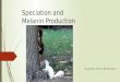 Speciation and  Melanin Production