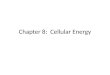 Chapter 8:  Cellular Energy