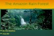 The Amazon Rain-Forest