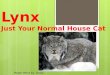 Lynx Just Your Normal House Cat