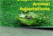 Stayin ’ Alive: Animal Adaptations