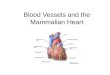 Blood Vessels and the Mammalian Heart
