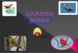 12 MOST COMMON  GARDEN BIRDS