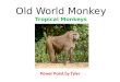 Old World Monkey
