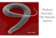 Phylum  Nemata :  The Round-worms