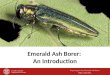 Emerald Ash Borer:  An Introduction