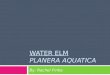 Water Elm Planera Aquatica