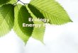 Ecology Energy Flow