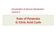 Fate of  Pyruvate & Citric Acid Cycle