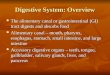 Digestive System: Overview