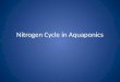 Nitrogen Cycle in  Aquaponics