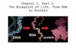 Chapter 7, Part 1: The Blueprint of Life, from DNA to Protein