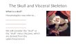 The Skull and Visceral Skeleton