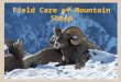 Field Care of Mountain Sheep
