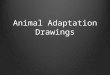 Animal Adaptation Drawings
