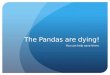 The Pandas are dying!