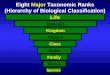 Eight  Major  Taxonomic Ranks (Hierarchy of Biological Classification)