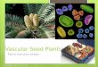Vascular Seed Plants