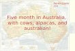 Five month in Australia,  with cows, alpacas, and australian!