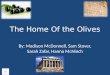The Home Of the Olives