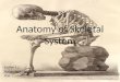 Anatomy of Skeletal System
