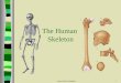 The Human  Skeleton