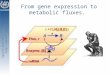 From gene expression to metabolic fluxes
