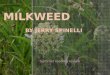 Milkweed  By Jerry  Spinelli