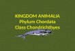KINGDOM ANIMALIA Phylum  Chordata Class  Chondrichthyes