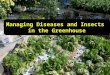 Managing  Diseases and Insects   in the Greenhouse