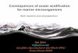 Consequences of ocean acidification for marine microorganisms