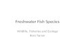 Freshwater Fish Species