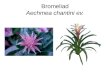 Bromeliad Aechmea chantini ev