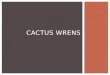 Cactus Wrens