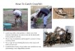 How To Catch Crayfish