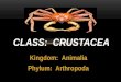 Class:   Crustacea