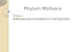 Phylum Molluscs
