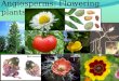 Angiosperms: Flowering plants
