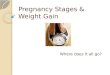 Pregnancy Stages & Weight Gain