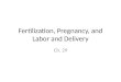 Fertilization, Pregnancy, and Labor and Delivery