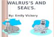 Walrus’s and Seal’s