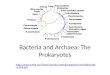 B acteria and  Archaea :  T he Prokaryotes
