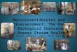 Macroinvertibrates and Bioassessment: The Use of Biological Indicators to Assess  S tream Health