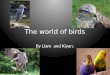 The world of birds