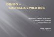 D INGO  –                          Australia’s Wild dog