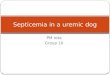 Septicemia in a uremic dog