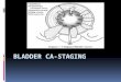Bladder CA-Staging