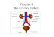 Chapter 9 The Urinary System