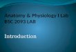 Anatomy & Physiology I Lab BSC 2093 LAB
