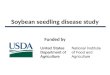 Soybean seedling disease study